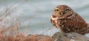 bird-tours-burrowing-owl-bird